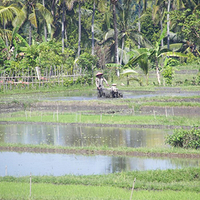 Photo de Bali - Banjar et Gitgit